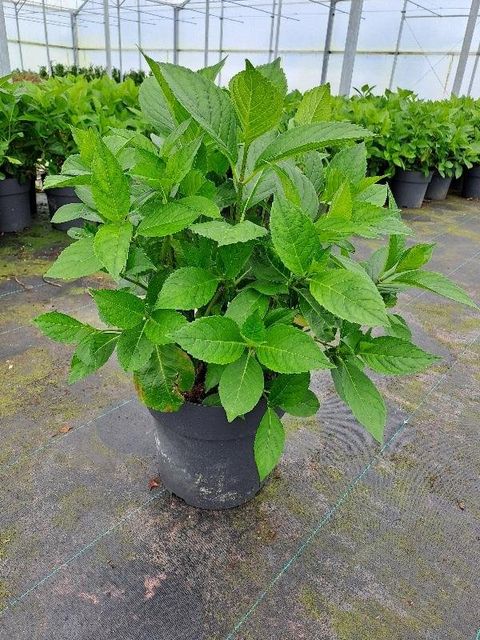 Hydrangea serrata 'Bluebird'