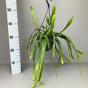 Epiphyllum 'Dietmar Paetz'