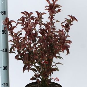 Viburnum x hillieri 'Winton' (About Plants Zundert BV)