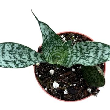 Sansevieria 'Everest'
