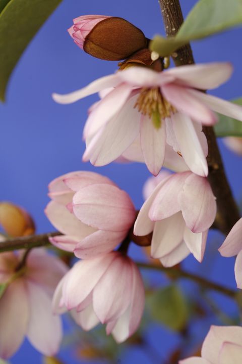Magnolia FAIRY MAGNOLIA BLUSH