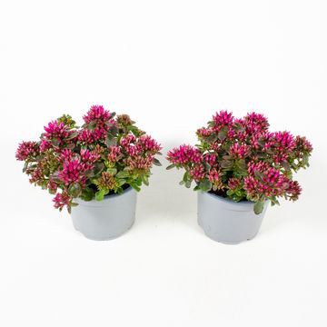 Sedum spurium SPOT ON DEEP ROSE
