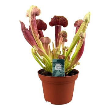 Sarracenia 'Barbapapa'