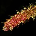 Bulbophyllum morphologorum