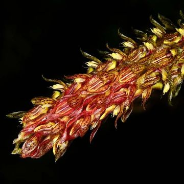 Bulbophyllum morphologorum