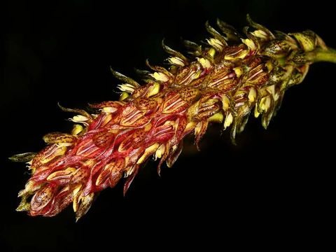 Bulbophyllum morphologorum
