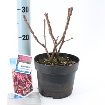 Euonymus alatus 'Compactus'