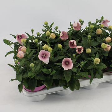 Platycodon grandiflorus ASTRA PINK