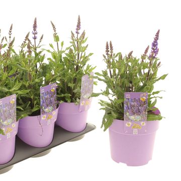 Salvia nemorosa 'Noche'