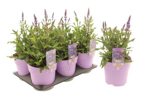 Salvia nemorosa 'Noche'