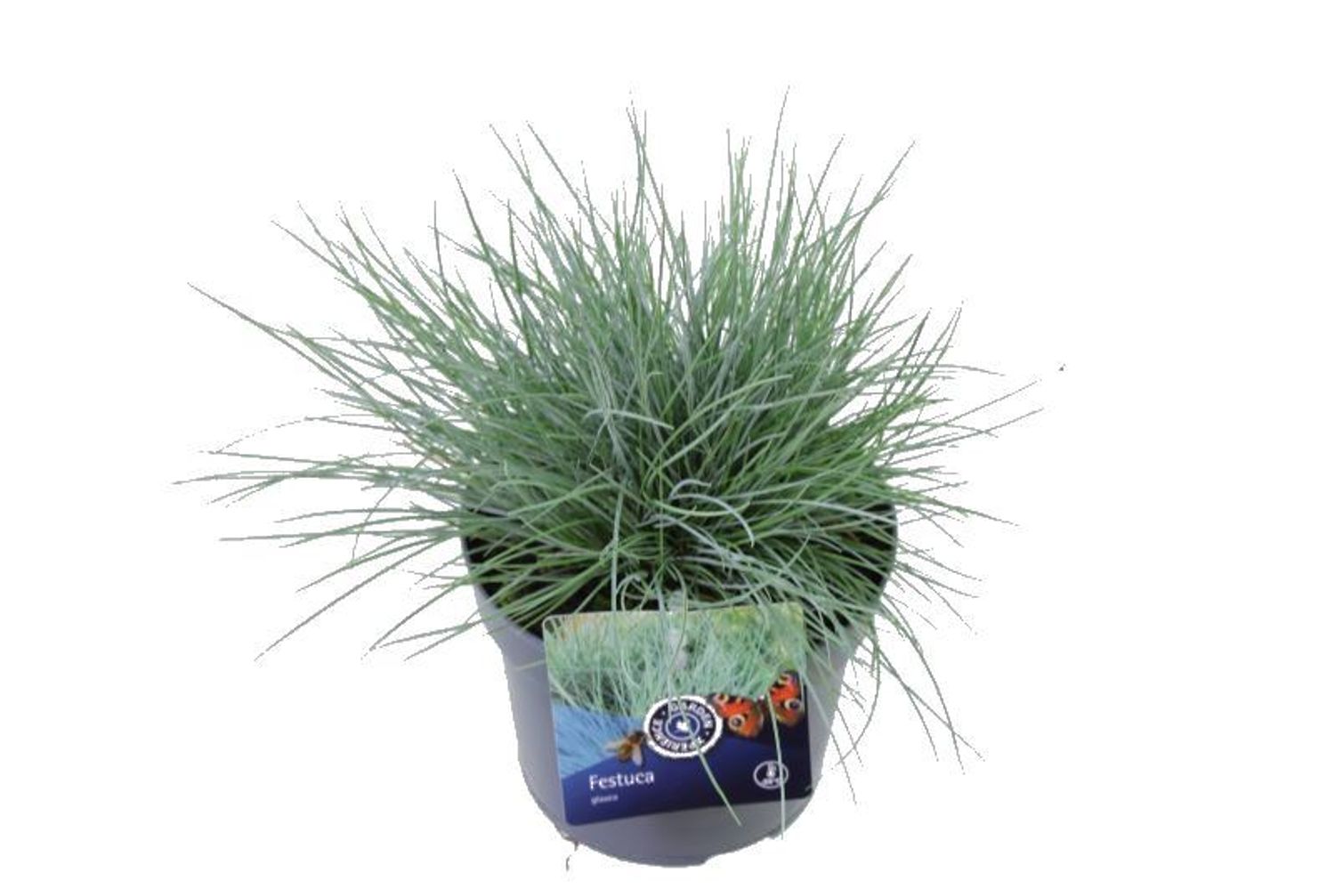 Festuca glauca 'Elijah Blue' — Plant Wholesale FlorAccess