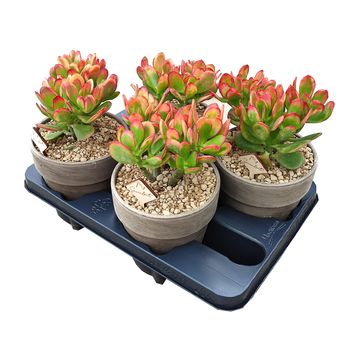 Crassula ovata 'Tricolor'