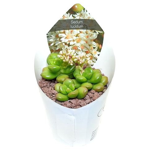 Sedum lucidum