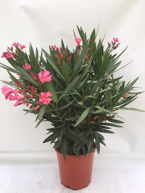 Nerium oleander
