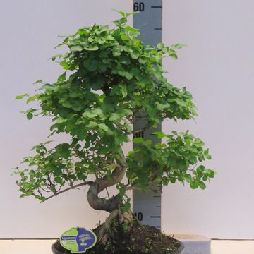 Ligustrum sinense