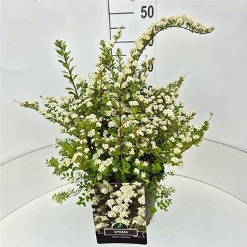 Spiraea nipponica 'Snowmound'