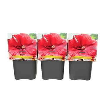 Hibiscus moscheutos CAROUSEL GEANT RED