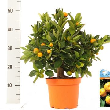 x Citrofortunella microcarpa