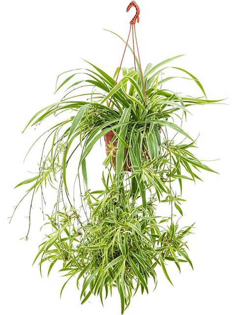 Chlorophytum comosum 'Ocean'