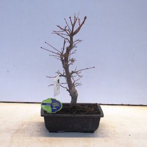 Acer palmatum 'Seigen'