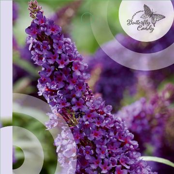 Buddleja davidii BUTTERFLY CANDY LITTLE PURPLE