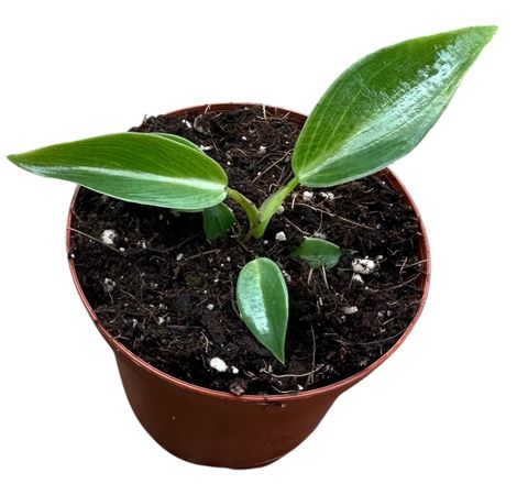 Philodendron spiritus-sancti