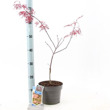 Acer palmatum 'Garnet'