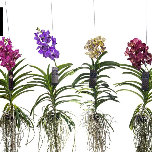 Vanda MIX