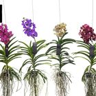 Vanda MIX