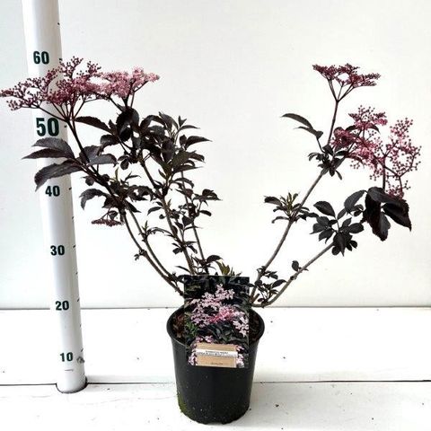 Sambucus nigra BLACK BEAUTY