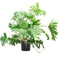 Philodendron selloum