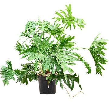 Philodendron selloum