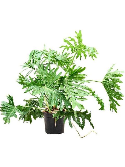 Philodendron selloum