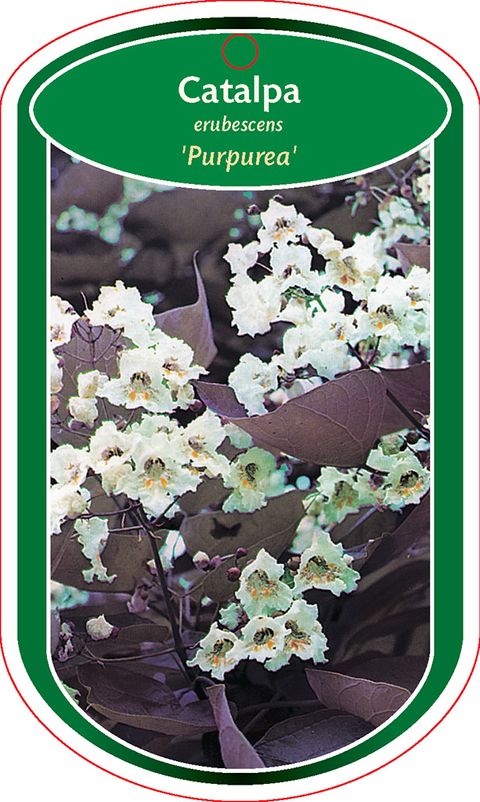 Catalpa x erubescens 'Purpurea'