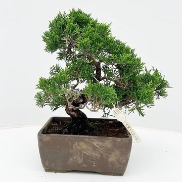 Juniperus chinensis