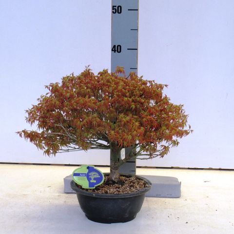 Acer palmatum 'Kiyohime'