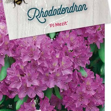 Rhododendron 'P.J. Mezitt'