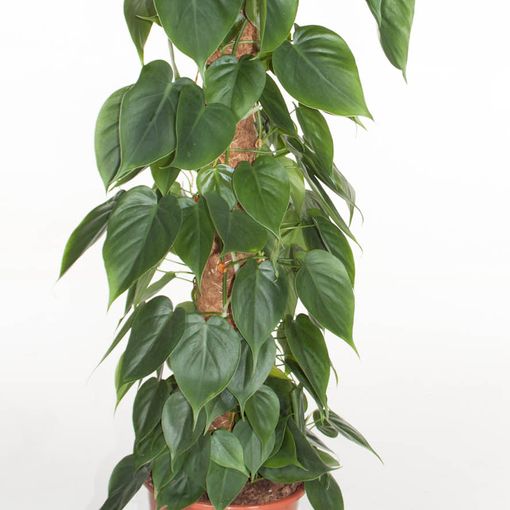 Philodendron scandens (Ammerlaan, The Green Innovater)