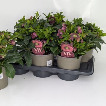 Helleborus x hybridus VIV VICTORIA
