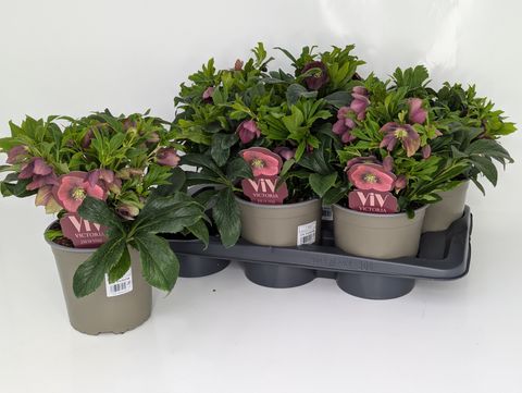 Helleborus x hybridus VIV VICTORIA