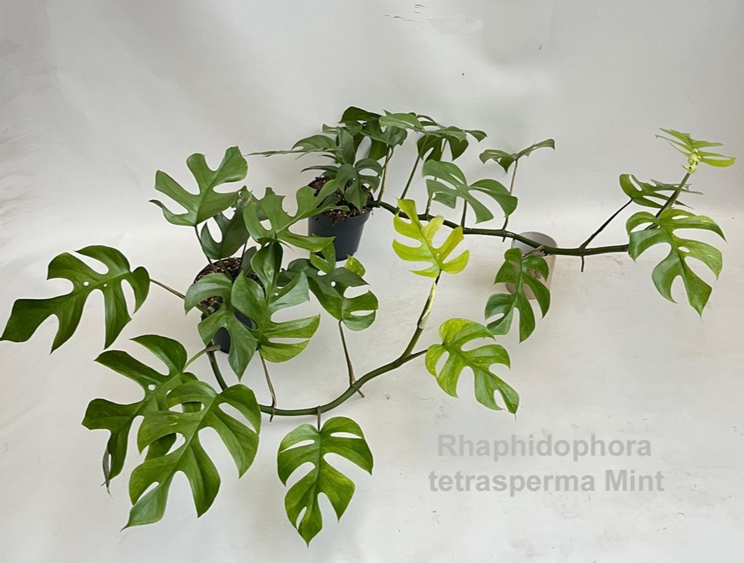 Rhaphidophora tetrasperma MINT  Plant Wholesale FlorAccess