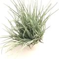 Tillandsia 'Cotton Candy'