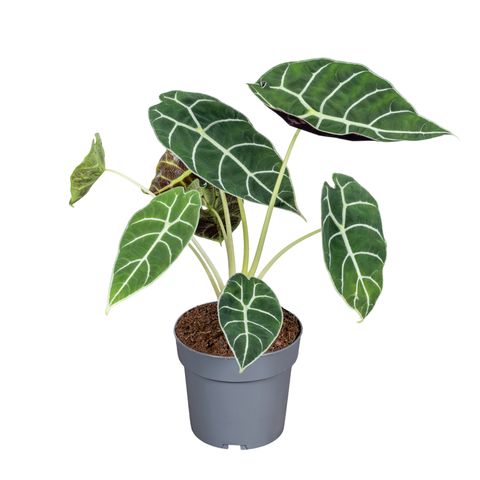 Alocasie 'Pride of Curup'