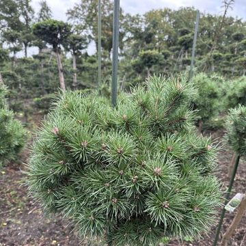 Pinus sylvestris 'Sandringham'