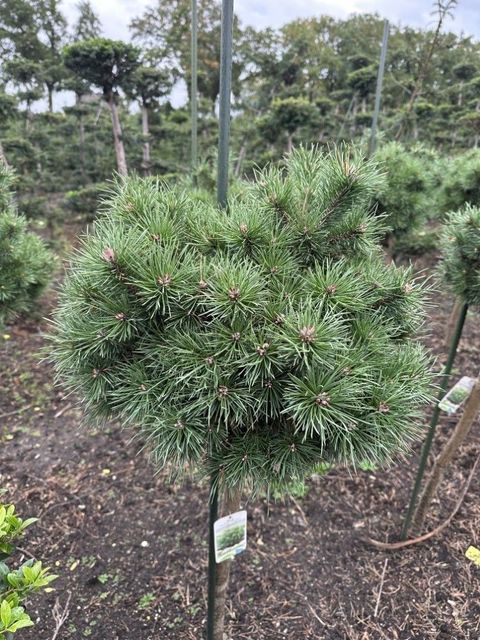 Pinus sylvestris 'Sandringham'