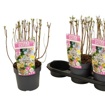 Deutzia scabra 'Plena'