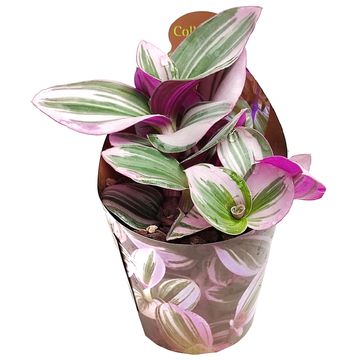 Tradescantia albiflora 'Nanouk'