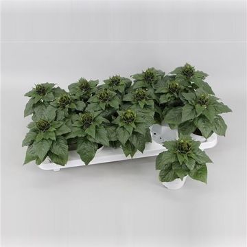 Helianthus annuus 'Sunsation'