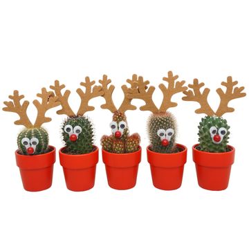 Cactus MIX IN POT