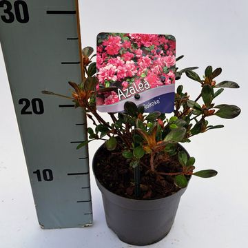 Rhododendron 'Rokoko' (AJ)